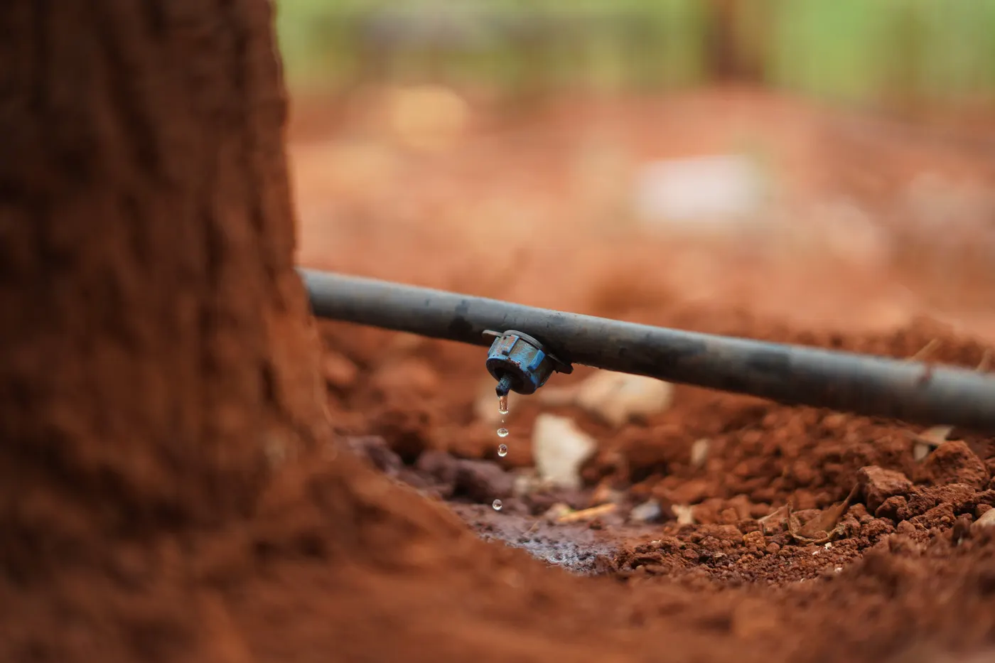 Drip irrigation emitter watering a red sandalwood tree in red laterite soil