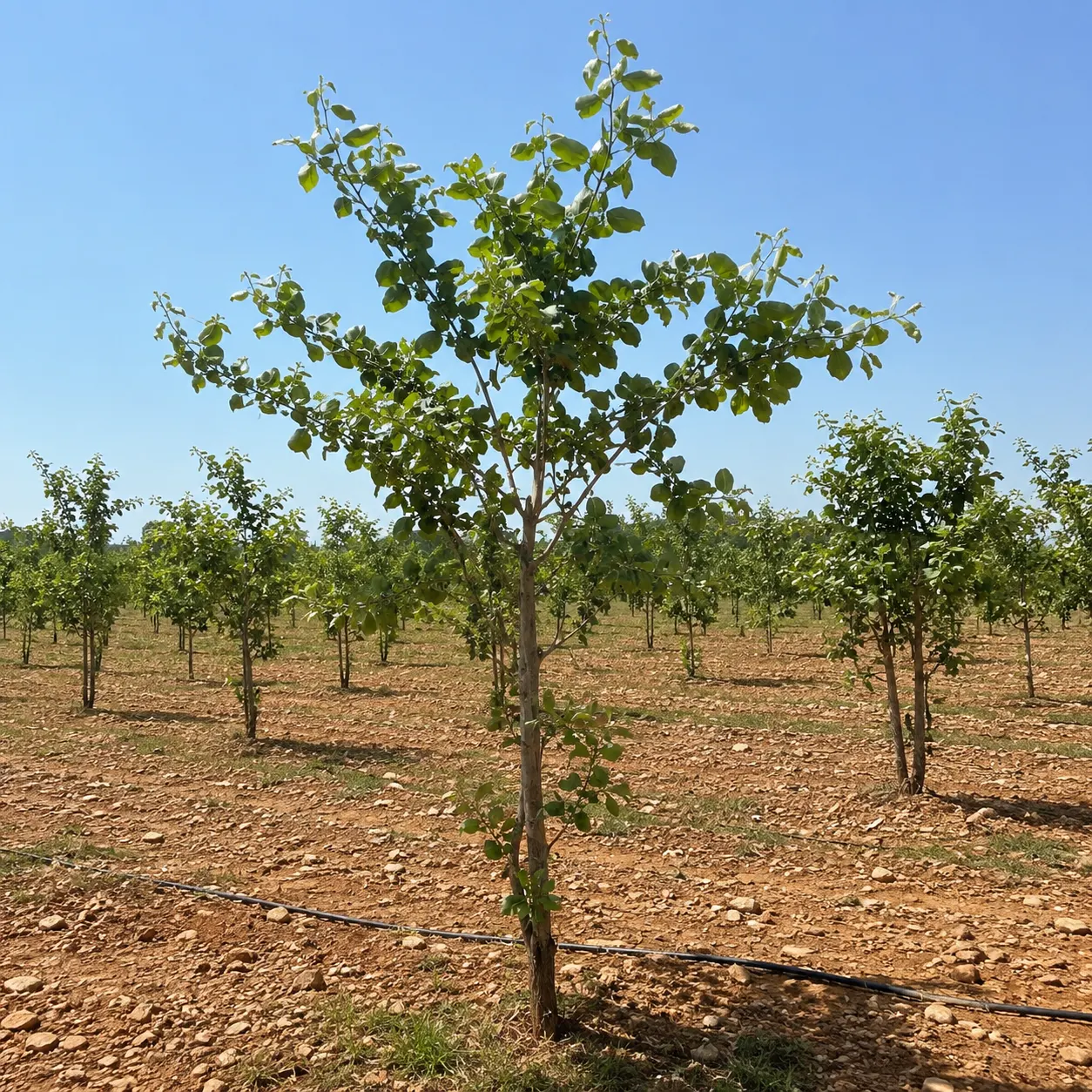 A healthy young tree, year 3 to 4